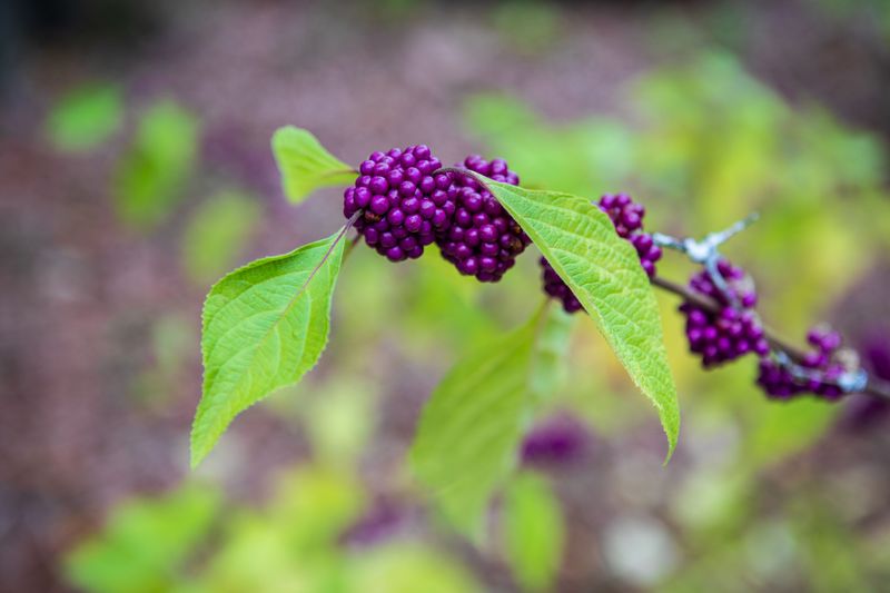 The Native Mosquito-Repelling Porch Shrub The Native Mosquito-Repelling Porch Shrub