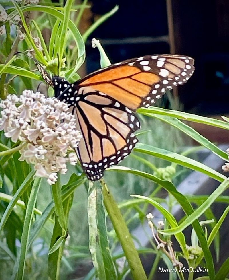 The Native Plant Monarchs Actually Need The Native Plant Monarchs Actually Need