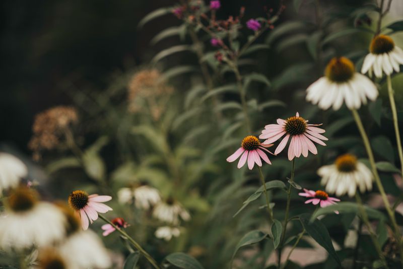 The Native Plants Leading This Backyard Revival