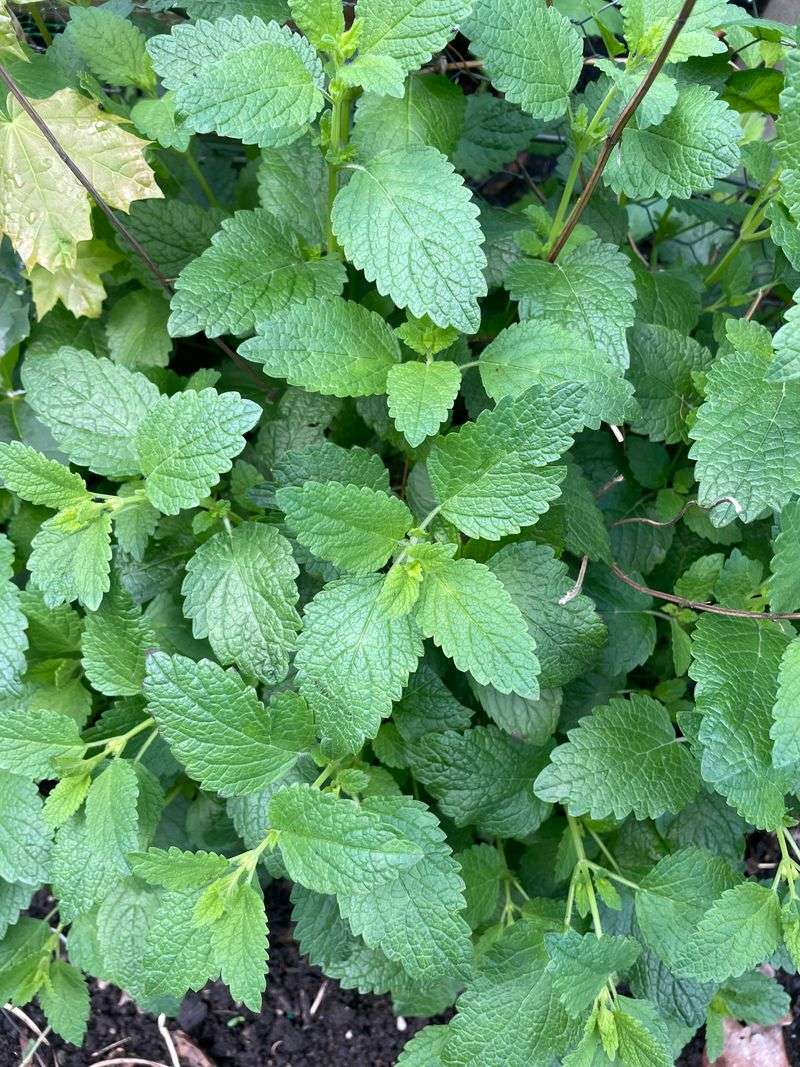The Natural Fit Between Mint And Florida's Summer Climate