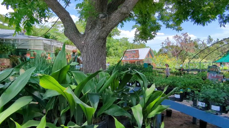 The Natural Gardener - Austin The Natural Gardener - Austin