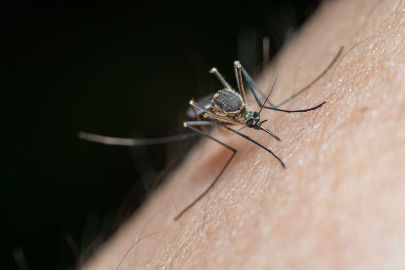 The Natural Insect-Repelling Properties Behind It
