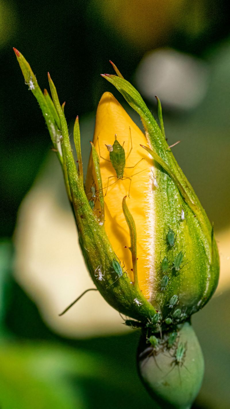The Natural Pest Control Benefits They Provide The Natural Pest Control Benefits They Provide