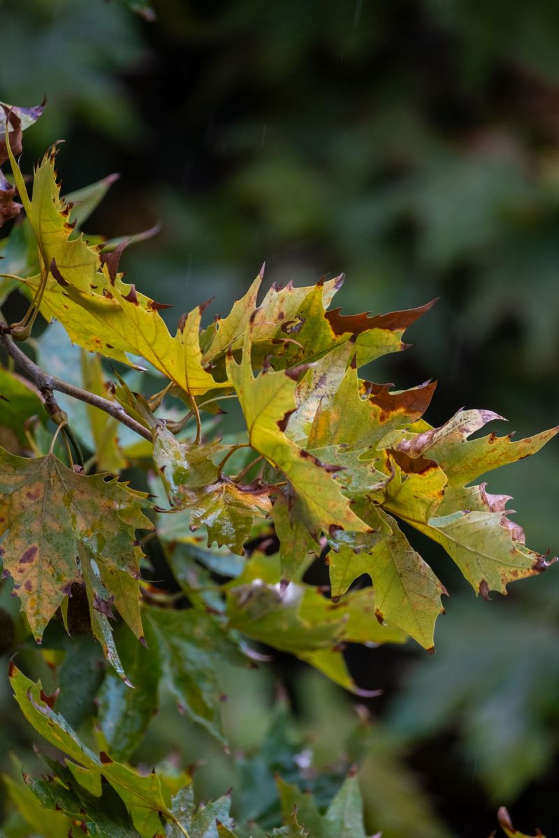 The Natural Triggers Behind Early Leaf Drop