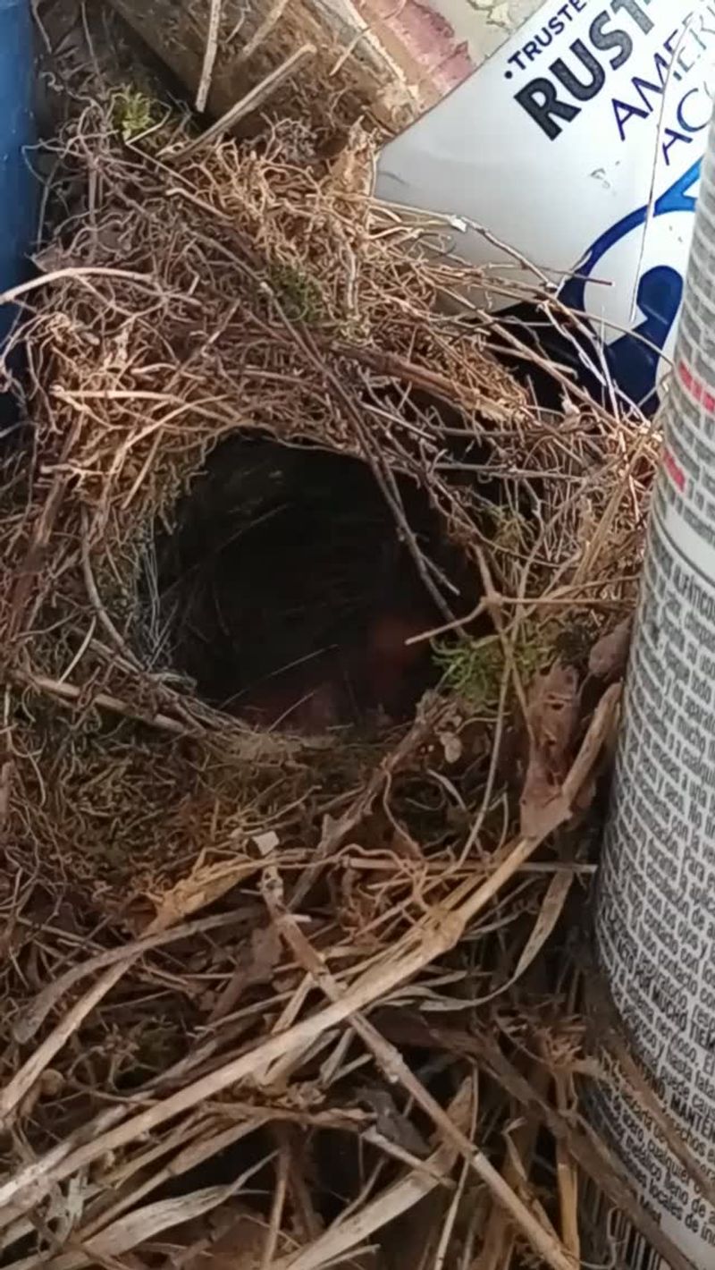 The Nest Is Best Left Undisturbed The Nest Is Best Left Undisturbed