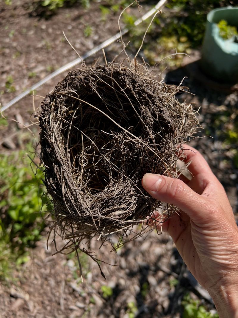 The Nesting Rush Is Ending