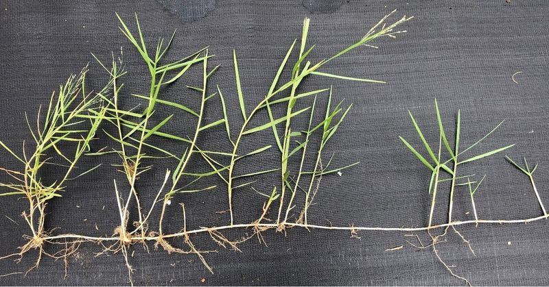 The Nutlet Network That Sits Below The Root Zone