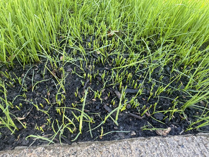 The One Task That Becomes Nearly Impossible Once Soil Cools