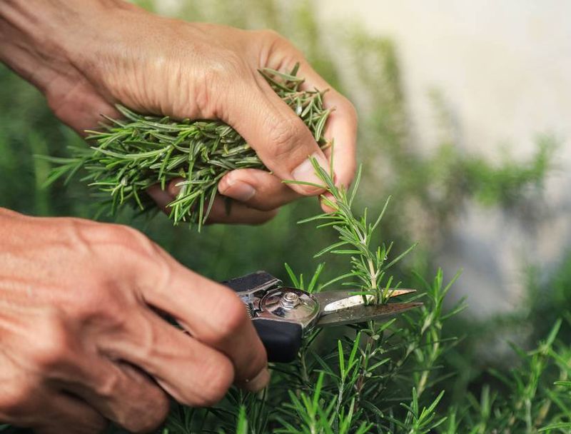 The One Thing Gardeners Skip 