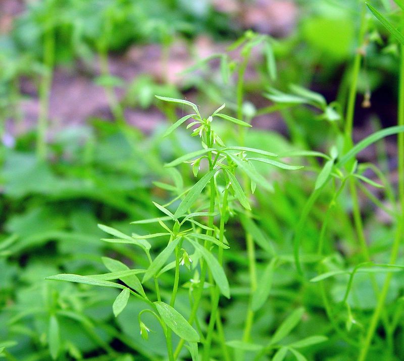 The Ongoing Search For Vermont's Missing Native Plants The Ongoing Search For Vermont's Missing Native Plants