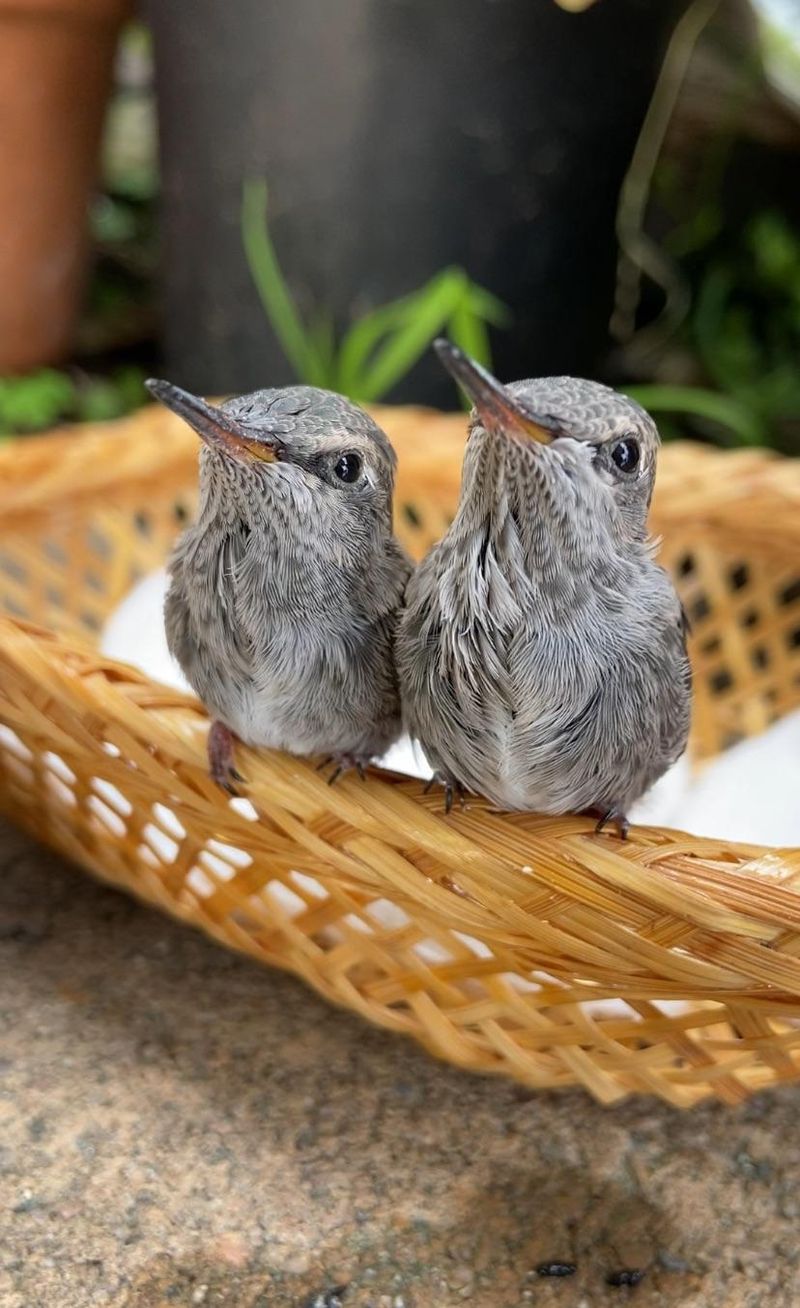 The Order In Which Males, Females And Young Migrate