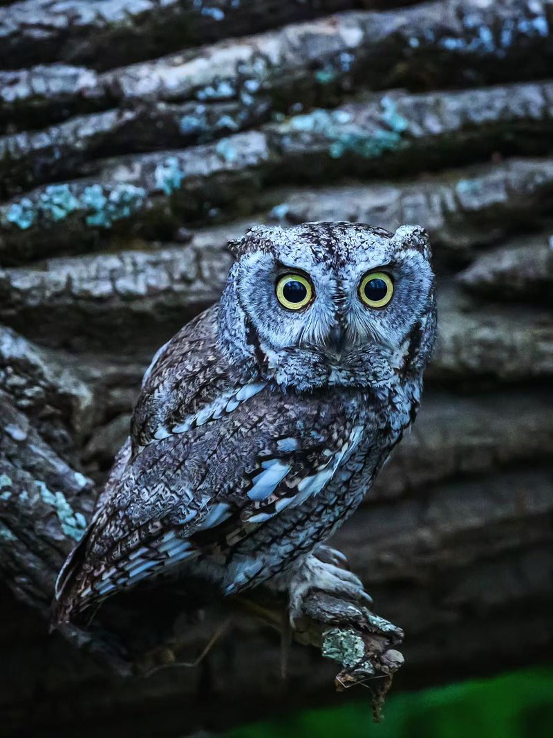 The Owl Is Probably Hunting