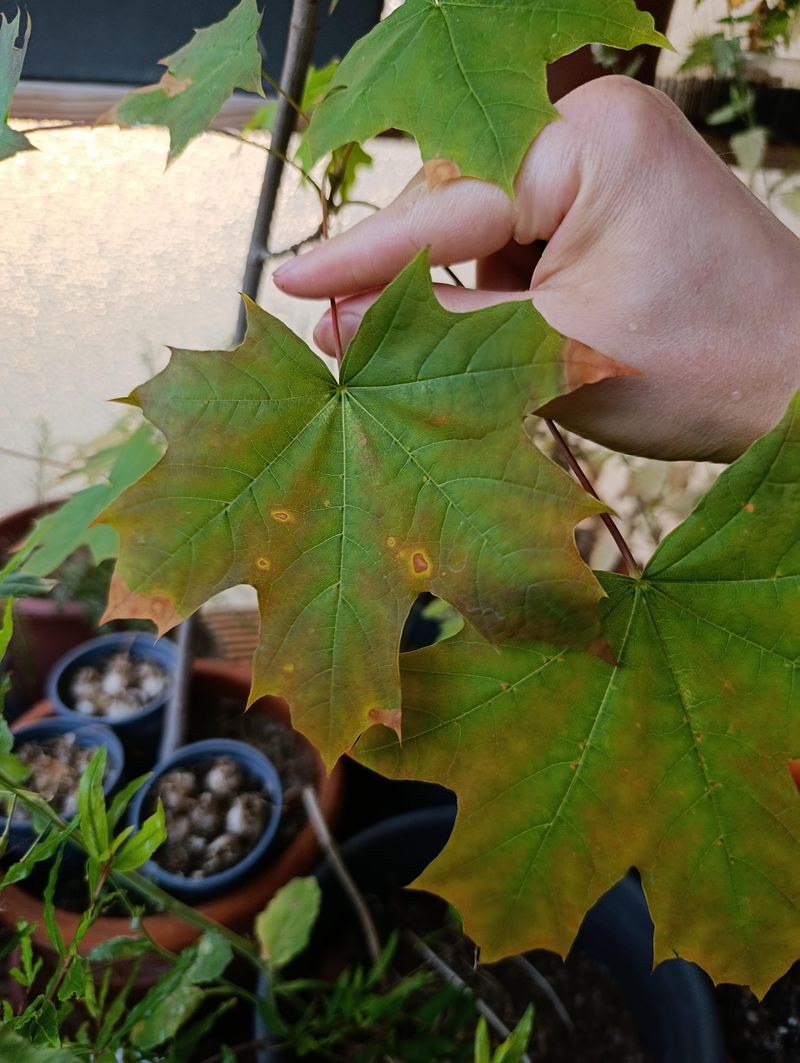 The Pale Marks Can Darken As The Larvae Develop The Pale Marks Can Darken As The Larvae Develop