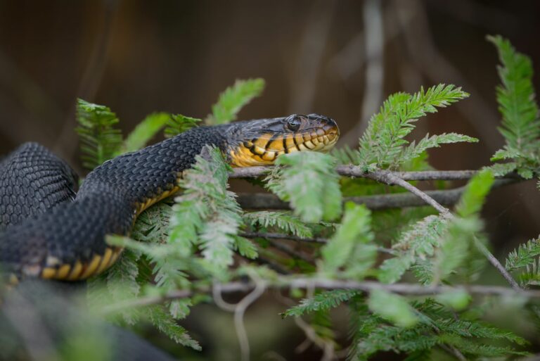 snake in garden