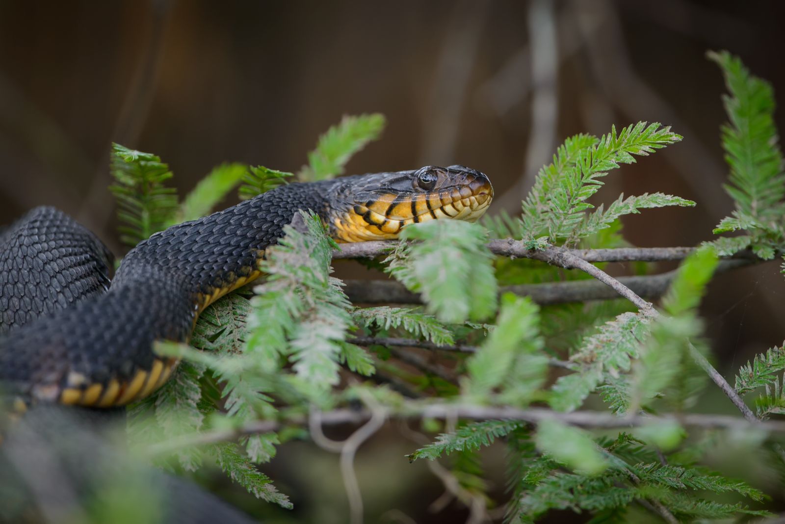 snake in garden