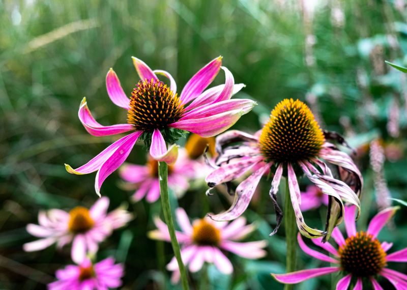 The Perennial Task That Prevents Next Year's Weak Blooms The Perennial Task That Prevents Next Year's Weak Blooms