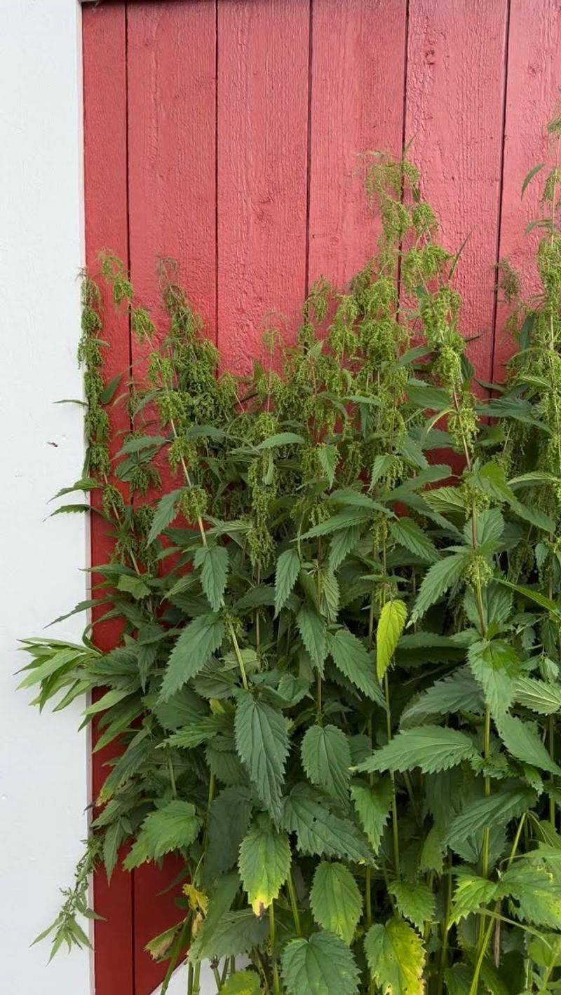 The Plant Has A Fiber History