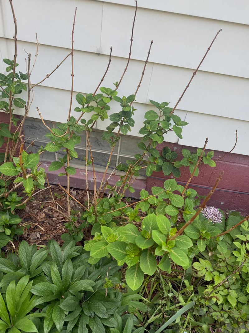 The Plant May Be Protecting Itself
