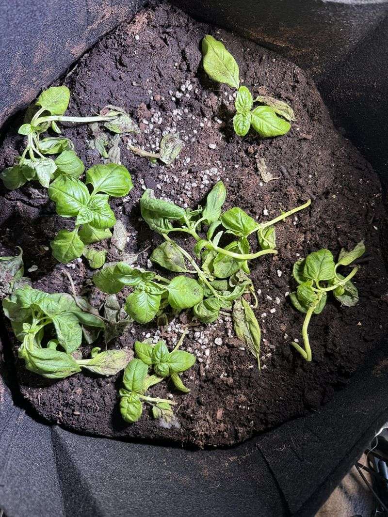 The Plant May Be Too Dry
