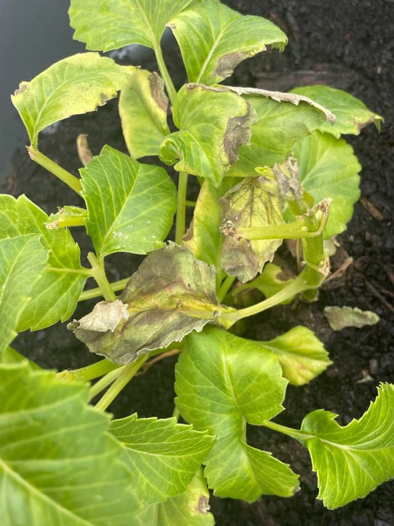 The Plant May Still Be Heat Stressed