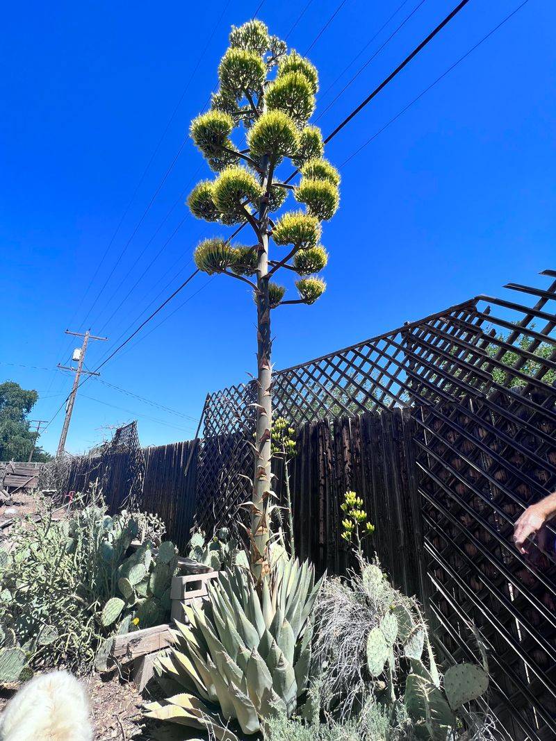 The Plant That Makes You Wait Years For Flowers