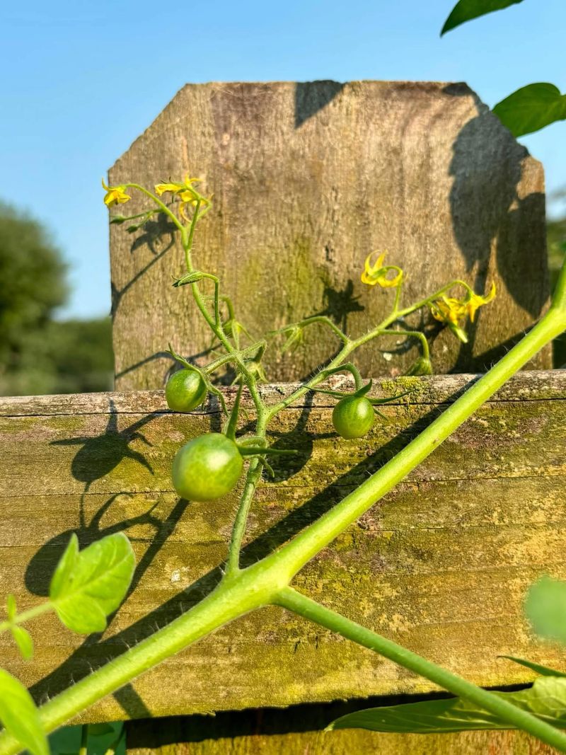 The Plants Are Not Getting Enough Sun