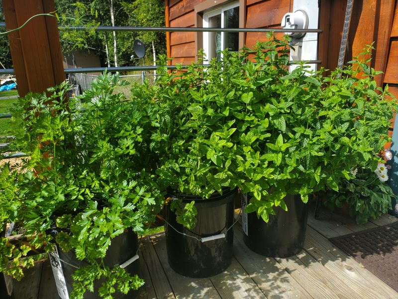 The Plant's Growth Stage Matters More Than The Calendar