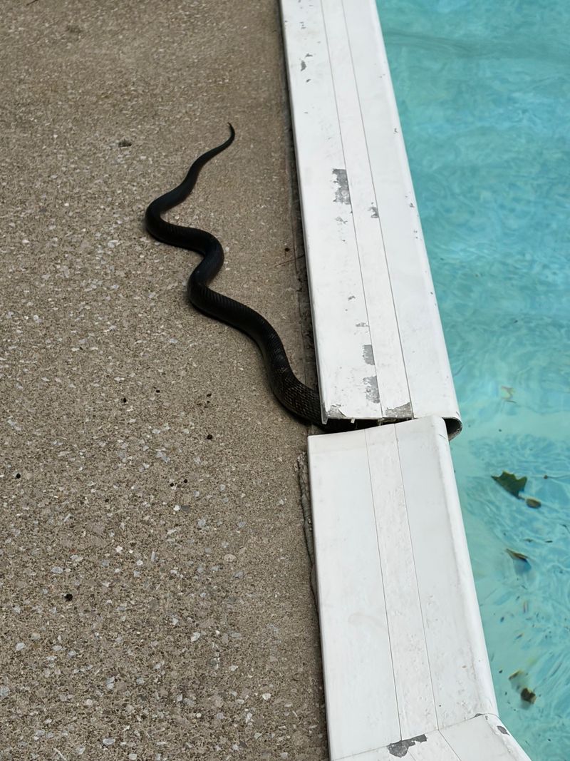 The Pool May Be A Trap, Not A Destination The Pool May Be A Trap, Not A Destination