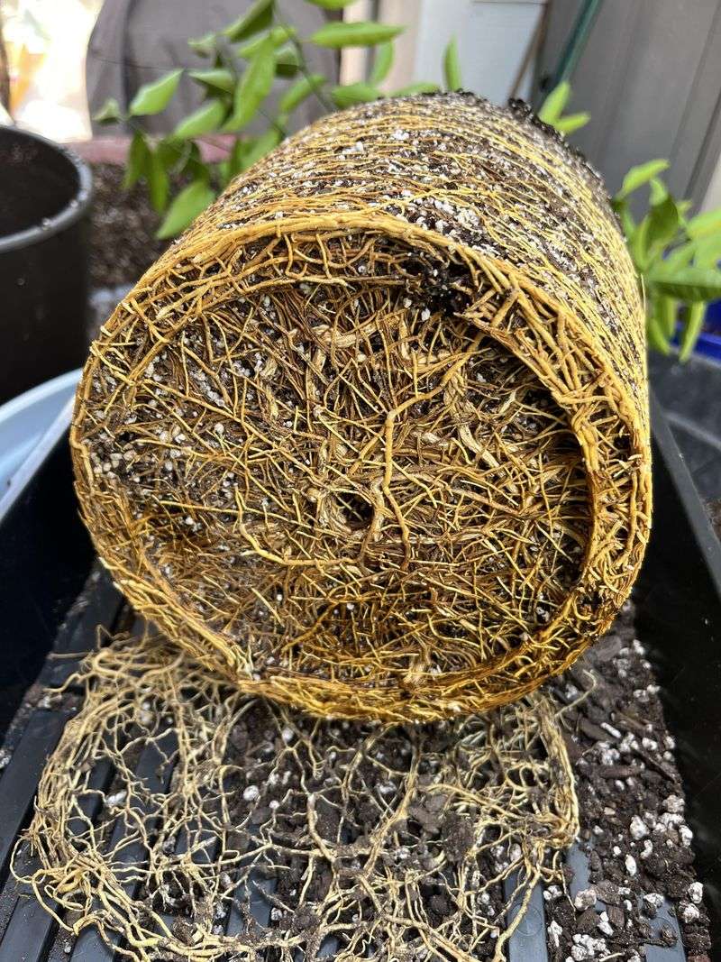 The Pot Feels Packed Solid With Roots The Pot Feels Packed Solid With Roots