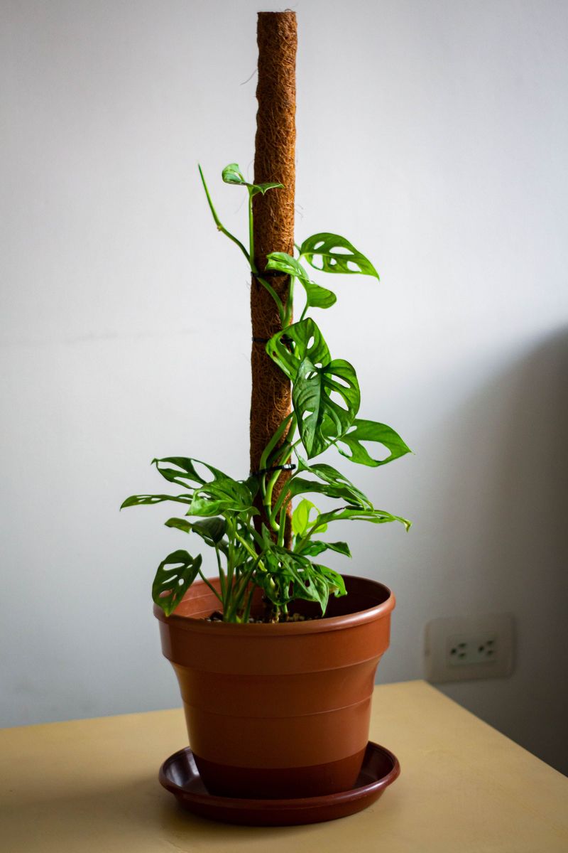 The Potato-Skin Pole Changing Houseplant Care The Potato-Skin Pole Changing Houseplant Care
