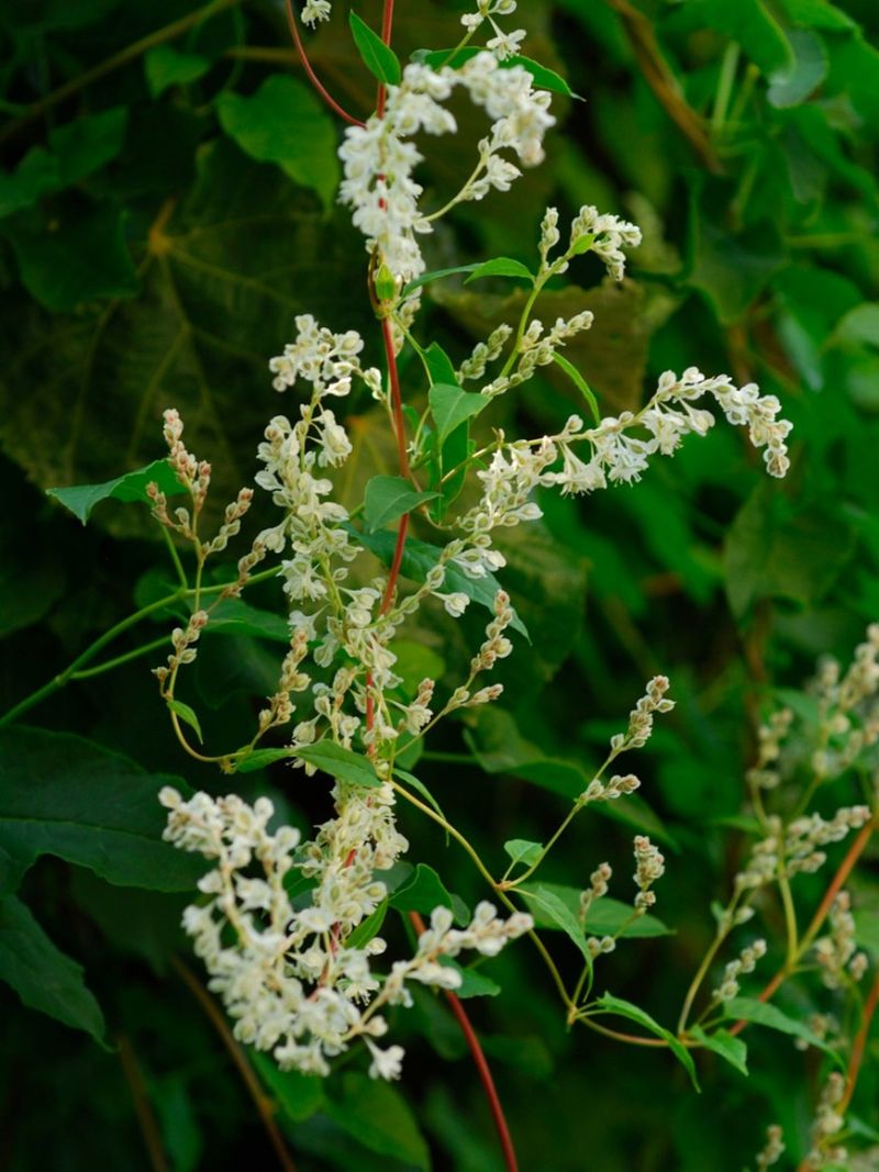 The Pretty White Vine That Never Knows When To Stop The Pretty White Vine That Never Knows When To Stop
