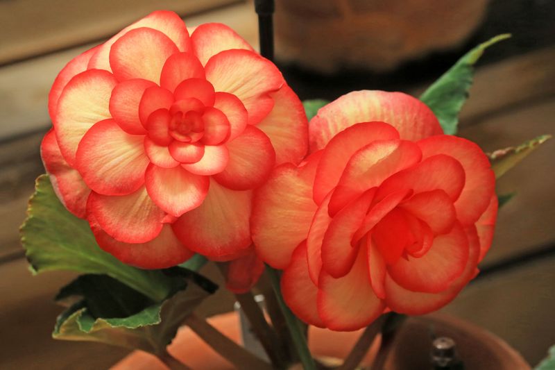 The Problem With Hybrid Showy Flowers