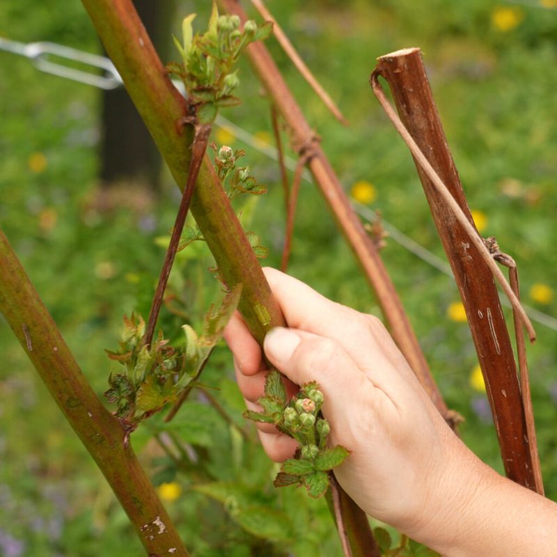The Pruning Step That Keeps It Productive The Pruning Step That Keeps It Productive