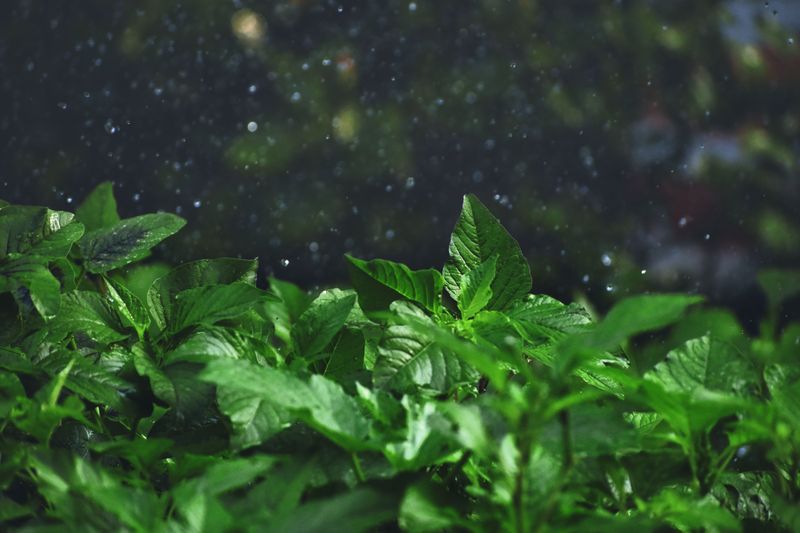 The Rain Can Bring A Surge Of Flying Insects The Rain Can Bring A Surge Of Flying Insects