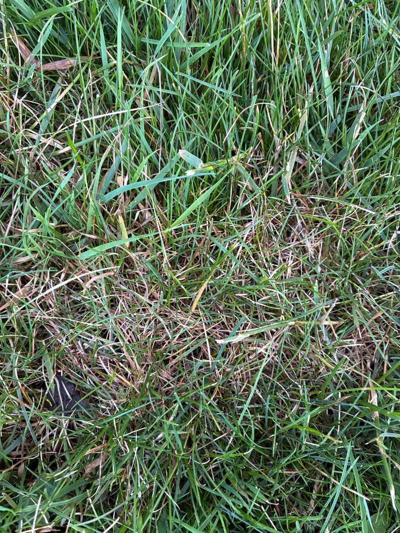 The Real Cause Hiding Beneath Those Weak Spots In Your Grass