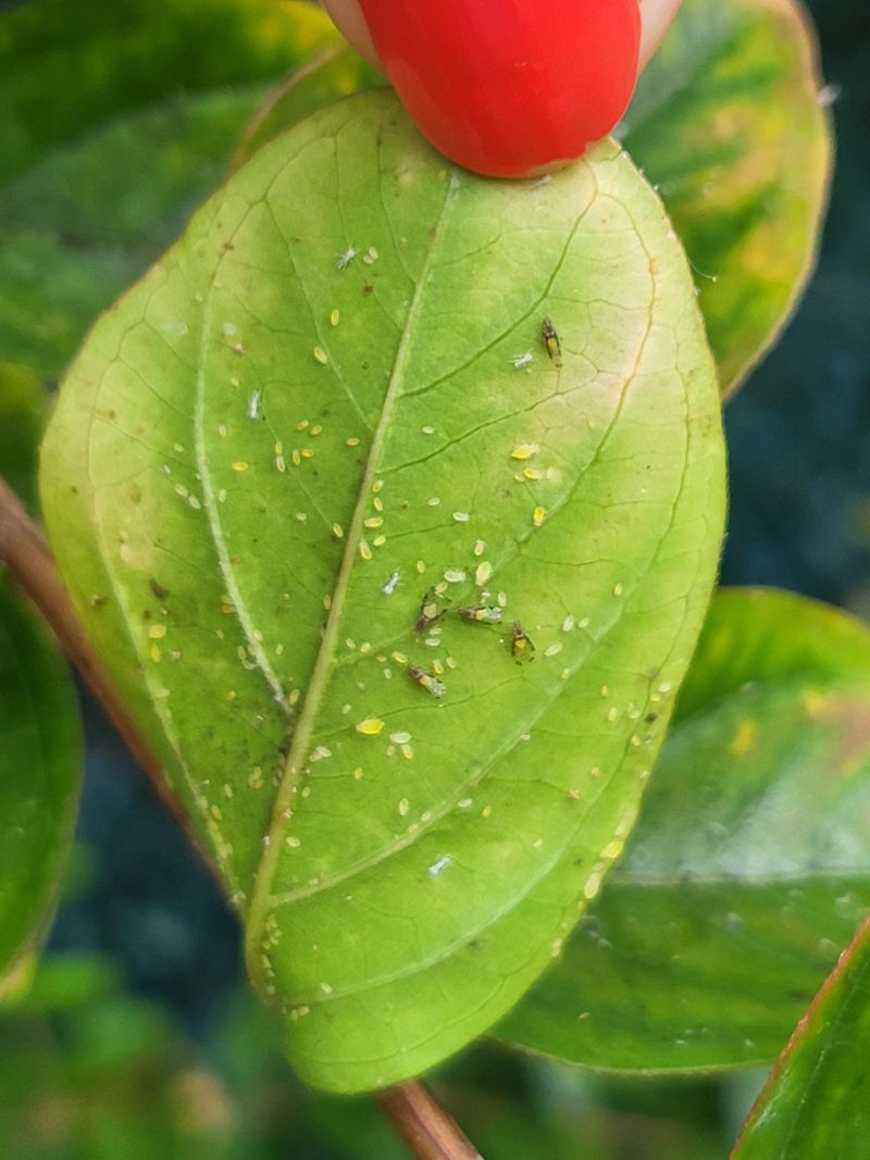 The Real Fix Starts With The Aphids