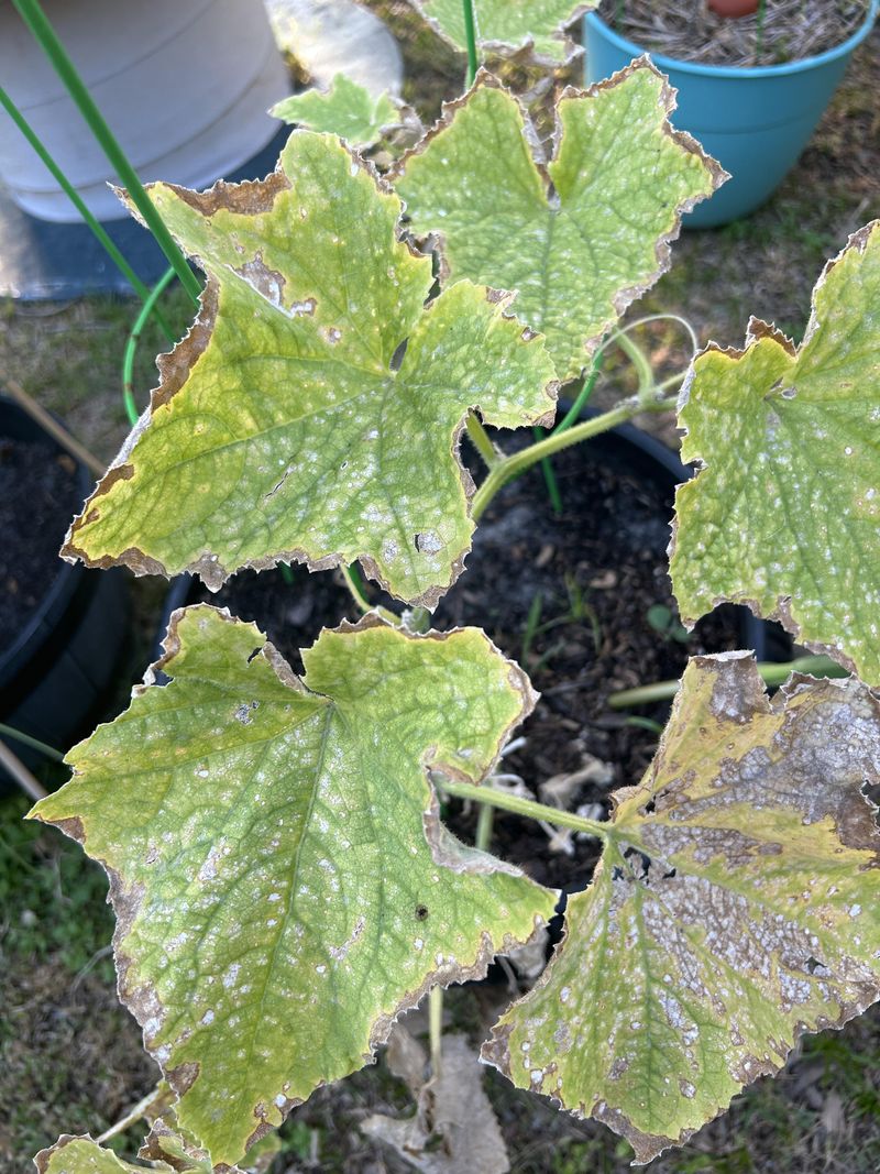The Real Reason Behind Powdery Mildew The Real Reason Behind Powdery Mildew