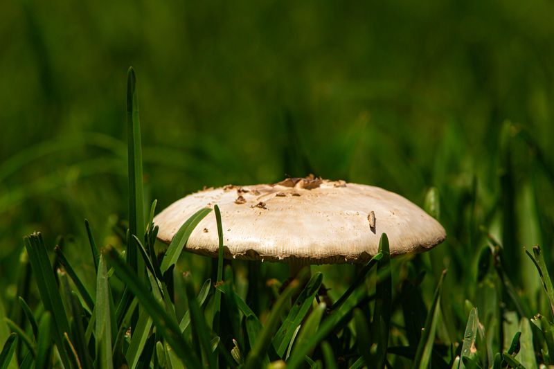 The Real Reason Mushrooms Pop Up Overnight