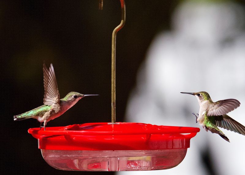 The Real Reason So Many Birds Are Showing Up At Once