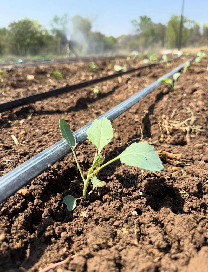 The Real Risk Hot Afternoons Still Pose To Young Plants
