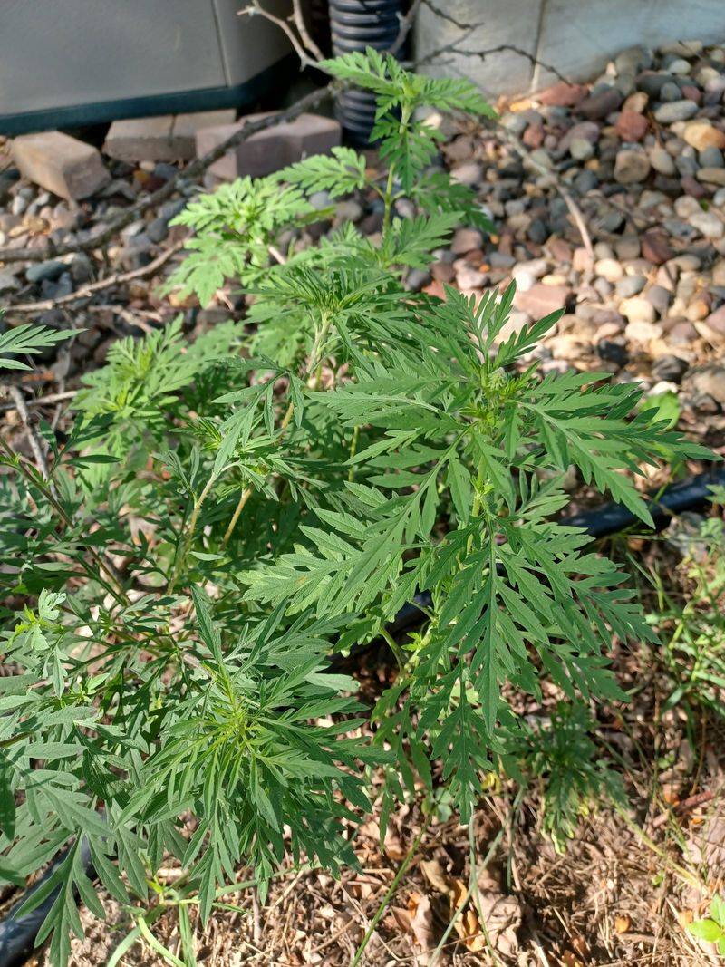 The Real Source Behind Late Summer Sneezing