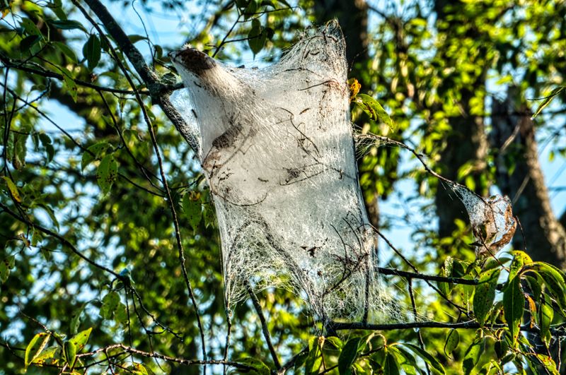 The Real Story Behind Those Web-Covered Branches