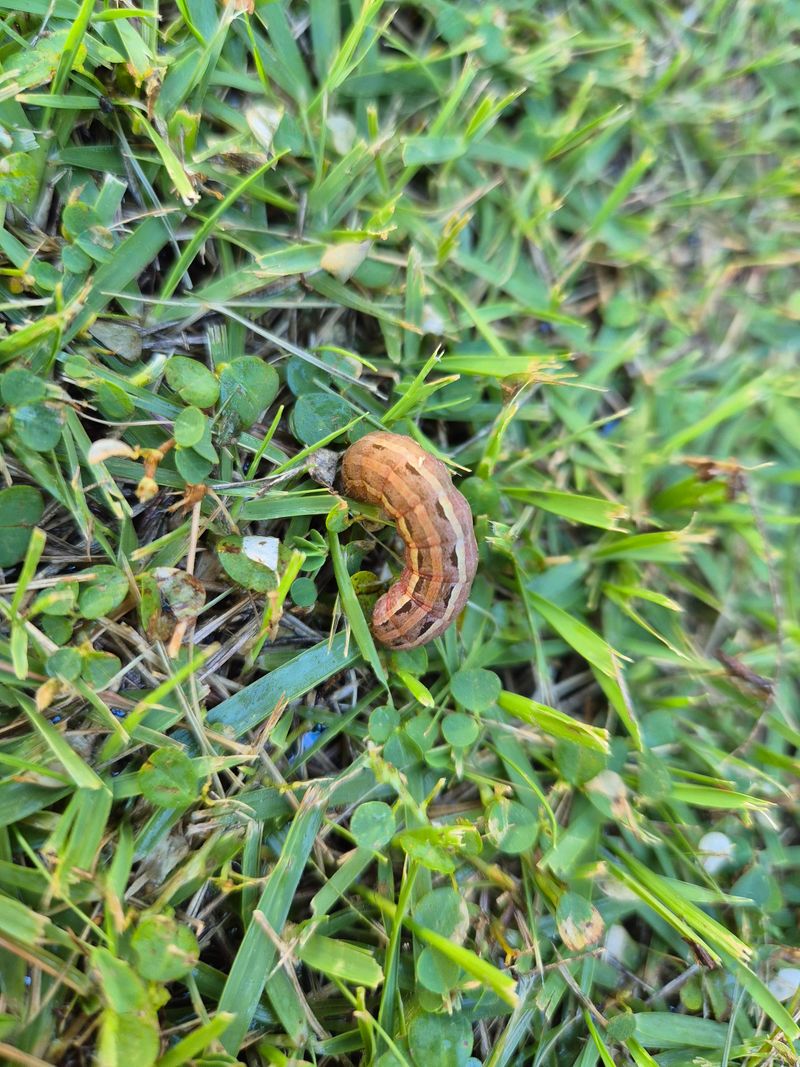 The Reason Armyworms Move In Waves Across Indiana Yards
