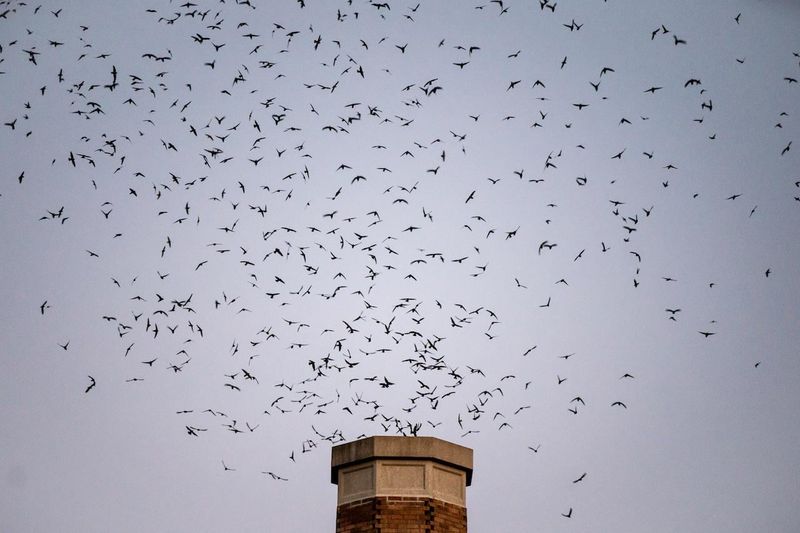 The Reason Chimneys Replaced Hollow Trees