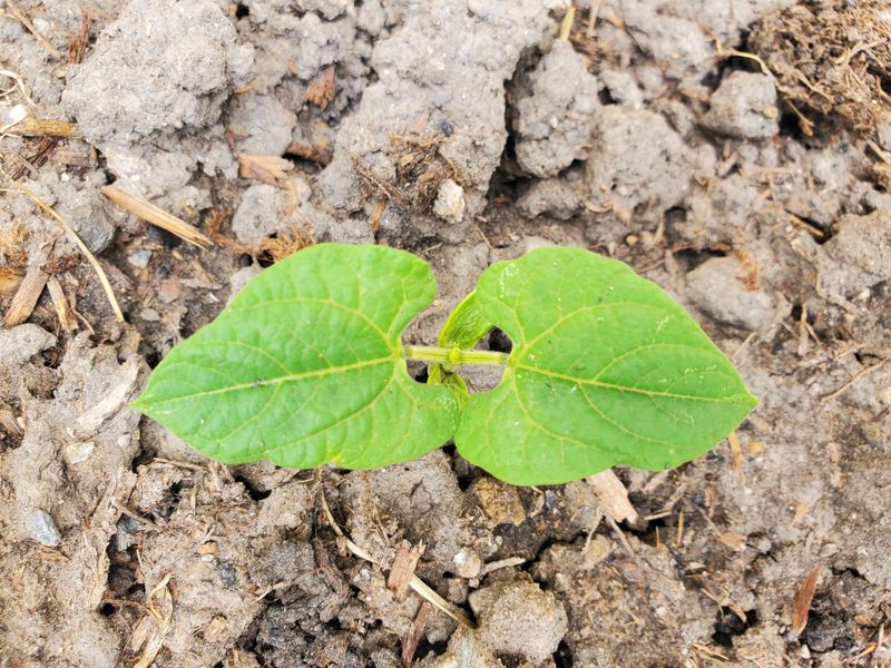 The Reason Late Summer Soil Dries Out Faster Than You Expect The Reason Late Summer Soil Dries Out Faster Than You Expect