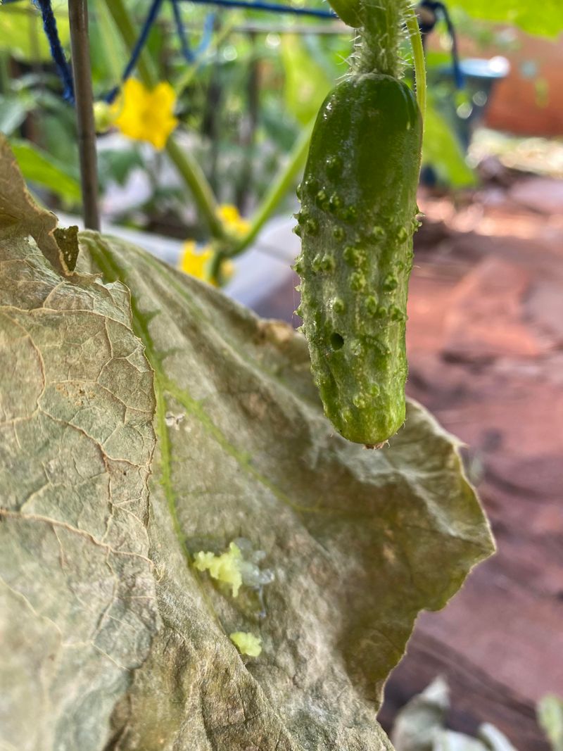 The Reason Pickleworms Prefer Fruit Over Foliage
