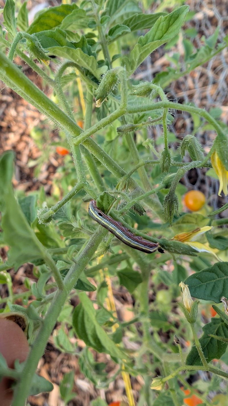 The Reason Some Armyworm Populations No Longer Respond To Sprays