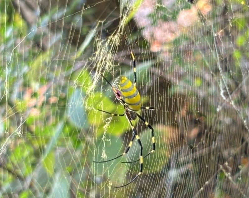 The Reason These Webs Appear So Suddenly In Late Summer