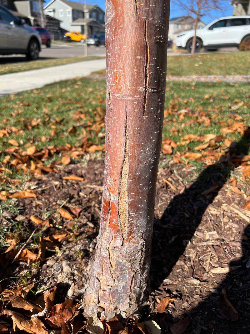 The Reason Tree Trunks Get Painted In The First Place The Reason Tree Trunks Get Painted In The First Place
