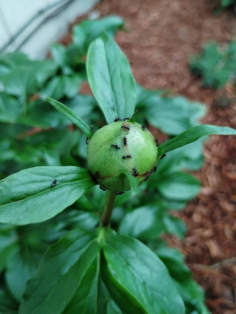 The Relationship Benefits Both Plant And Insect
